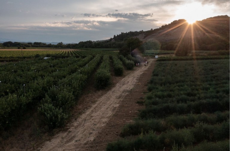 Rangées de vignes du Plateau du Cascal au coucher du soleil